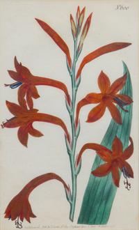 A Collection of Handcolored Botanical Engravings Height of largest frame 14 1/4 x width 12 1/4 inches.