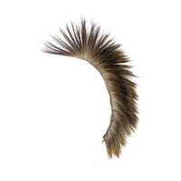Remnants of a Porcupine Hair Roach