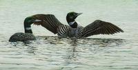 Stretching Loons , 2004