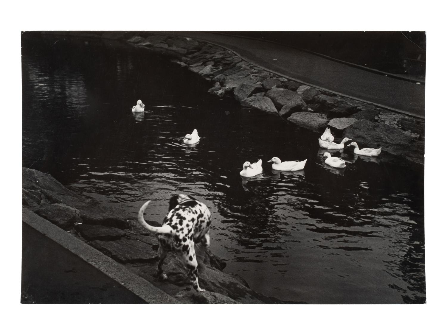 A pair of works depicting a dalmation with a swan and ducks, 1958-65; printed ca. 1958-65