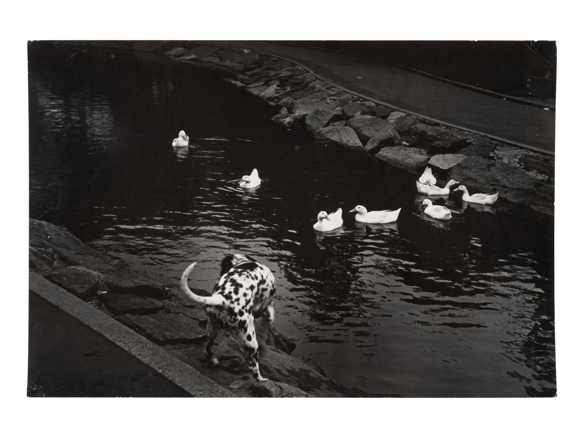 A pair of works depicting a dalmation with a swan and ducks, 1958-65; printed ca. 1958-65