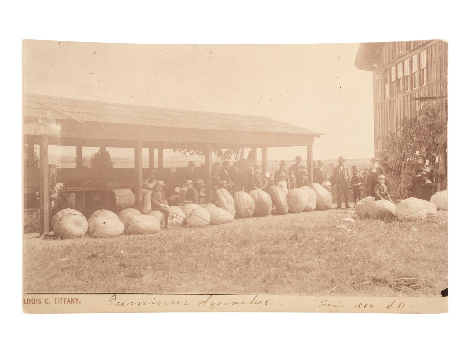Fairs & Expositions TIFFANY, Louis C. (1848-1933), photographer. Premium Squashes - Fair 1886 S.B. [Sea Bright, NJ], [1886].