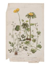 [NATURAL HISTORY]. PRATT, Anne (1806-1893). Flowering Plants. Grasses, Sedges & Ferns of Great Britain . London: Frederick Warne & Co., 1899-1900.
