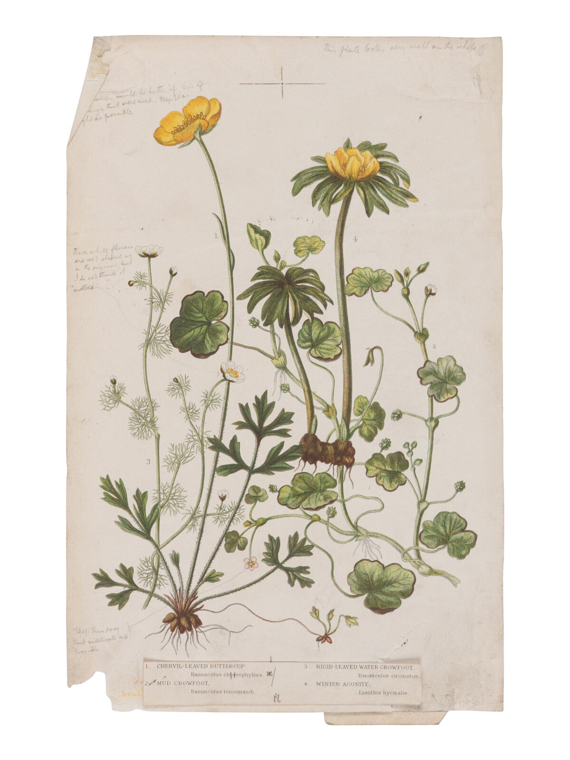 [NATURAL HISTORY]. PRATT, Anne (1806-1893). Flowering Plants. Grasses, Sedges & Ferns of Great Britain . London: Frederick Warne & Co., 1899-1900.