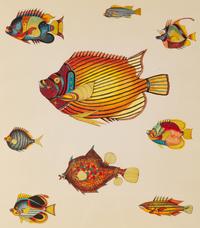 A Suite of Thirteen Framed Giclee Prints of Colorful Tropical Fish — 20TH/21ST CENTURY