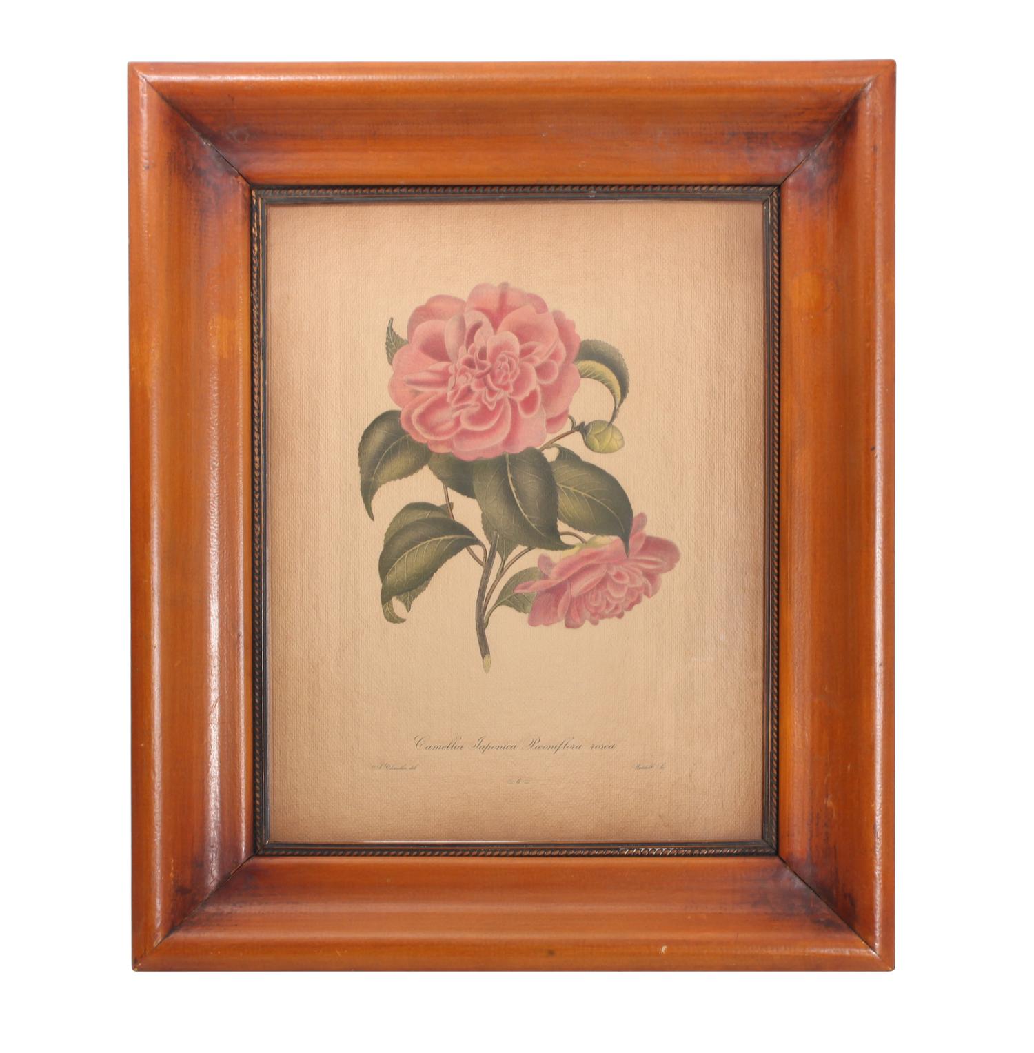 Three Botanical Engravings Height 13 1/2 x width 10 1/2 inches (sight)