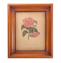 Three Botanical Engravings Height 13 1/2 x width 10 1/2 inches (sight)