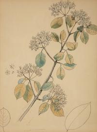 Eighteen Botanical Watercolors