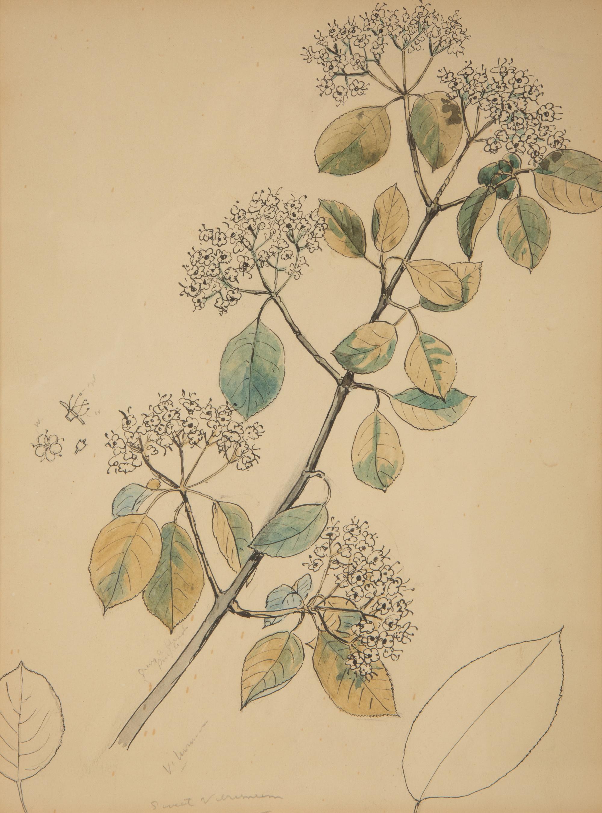 Eighteen Botanical Watercolors
