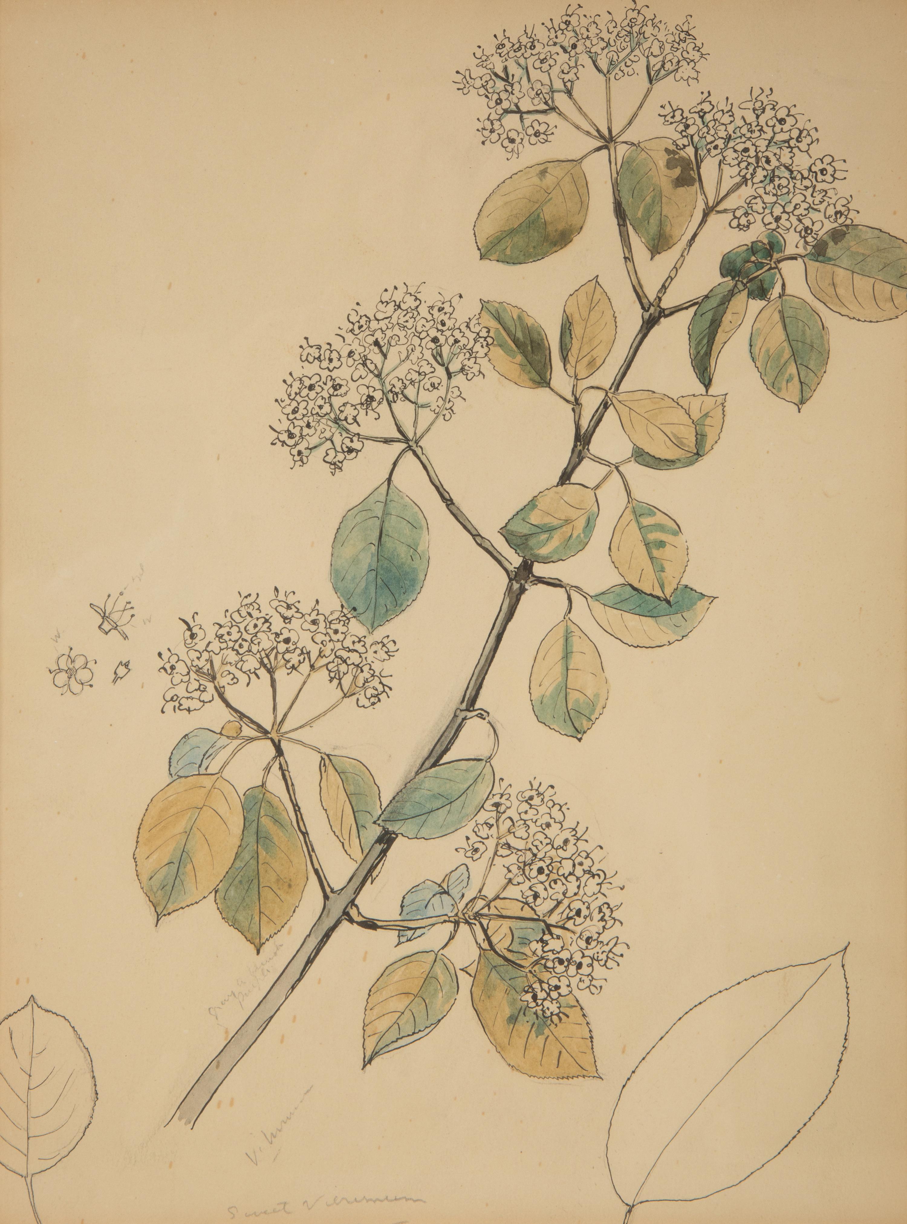 Eighteen Botanical Watercolors
