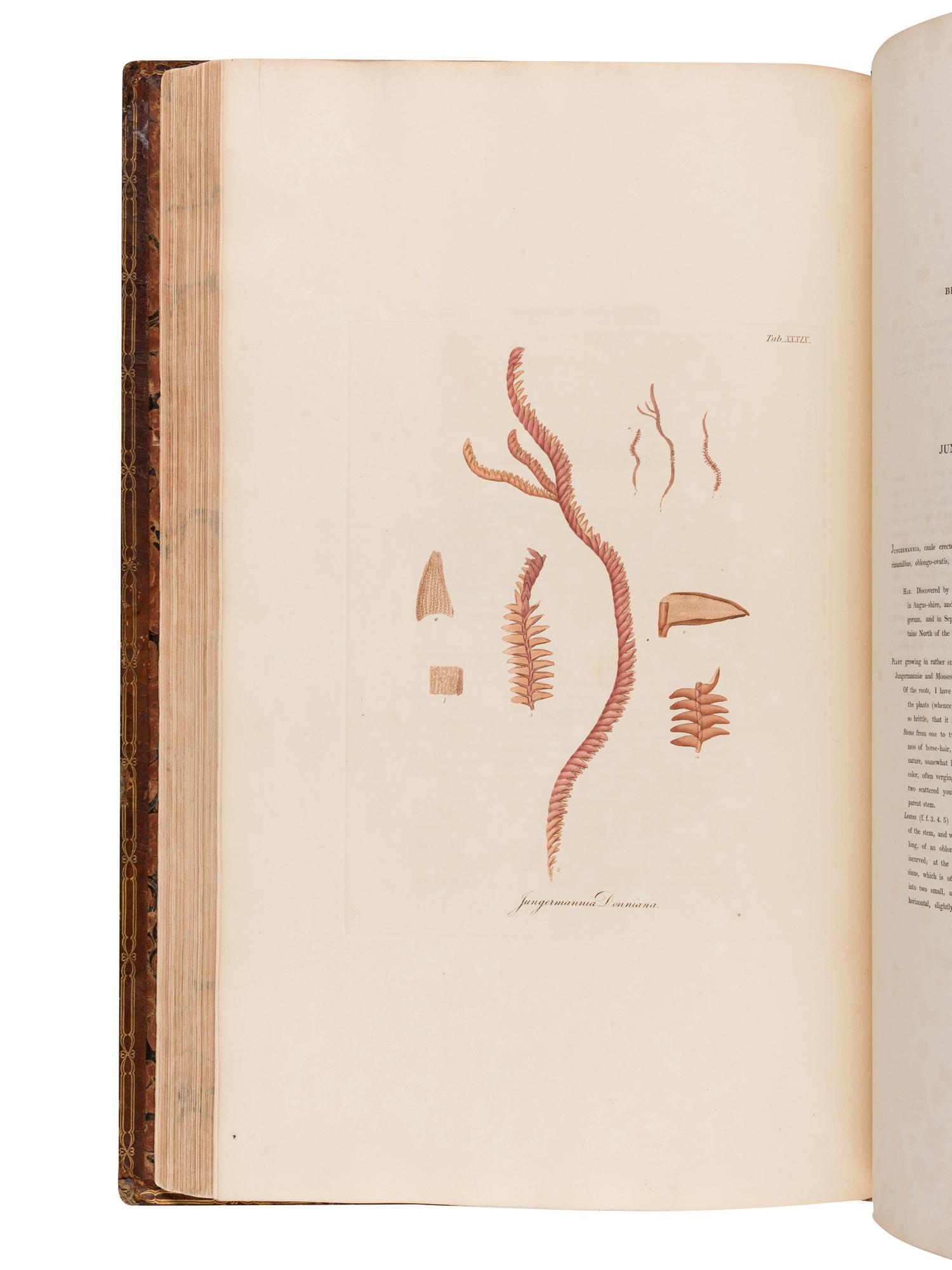 HOOKER, William Jackson, Sir (1785-1865). British Jungermanniae. Being a history and description, with coloured figures, of each species of the genus, and microscopical analyses of the parts. London: Longman, Hurst, Rees, Orme, and Brown, [1812]-1816.
