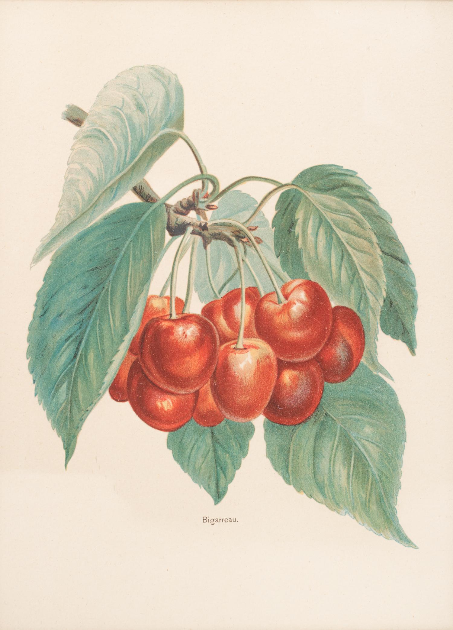 Four Hand-Colored Botanical Lithographs by James Andrews (British, 1801-1876) and an Associated Bigarreau Print