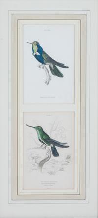 A Set of Seven Hand-colored Bird Engravings Height of largest frame 17 1/2 x width 8 1/2 inches. — After William Home Lizars, (Scottish, 1788-1859)