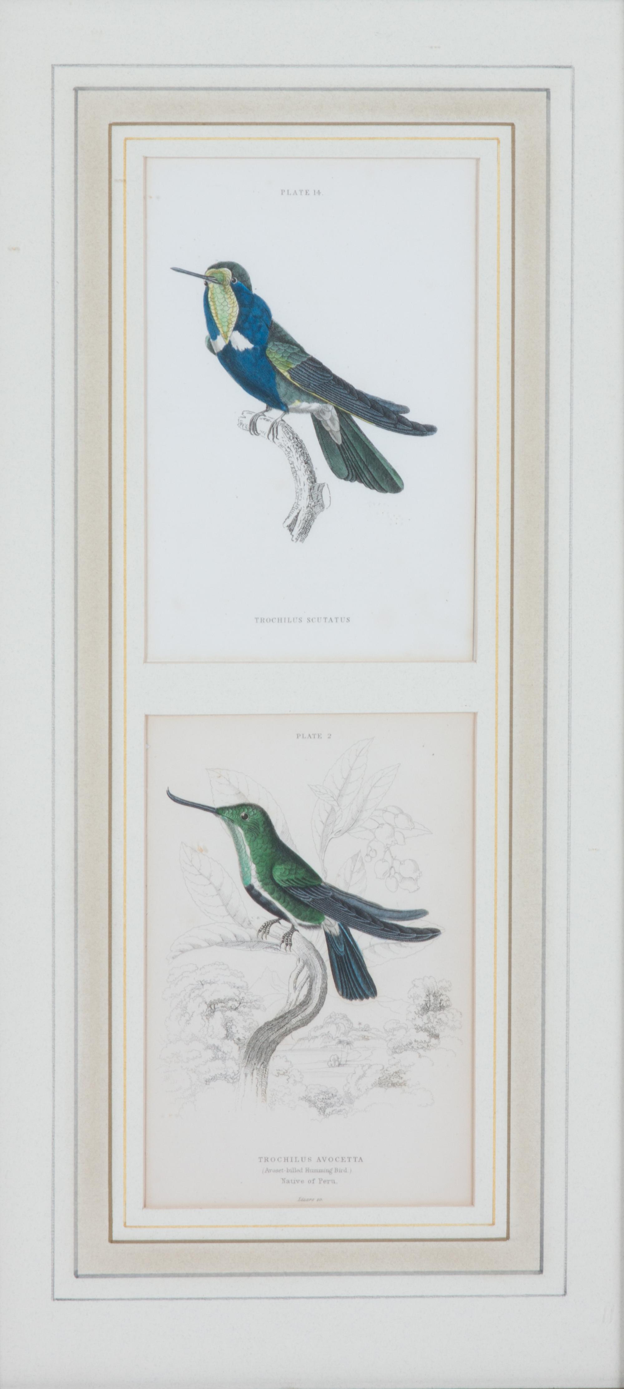 A Set of Seven Hand-colored Bird Engravings Height of largest frame 17 1/2 x width 8 1/2 inches. — After William Home Lizars, (Scottish, 1788-1859)