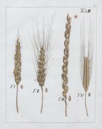 A Collection of Five Agricultural Prints Height of largest frame 21 1/2 x width 17 3/4 inches.