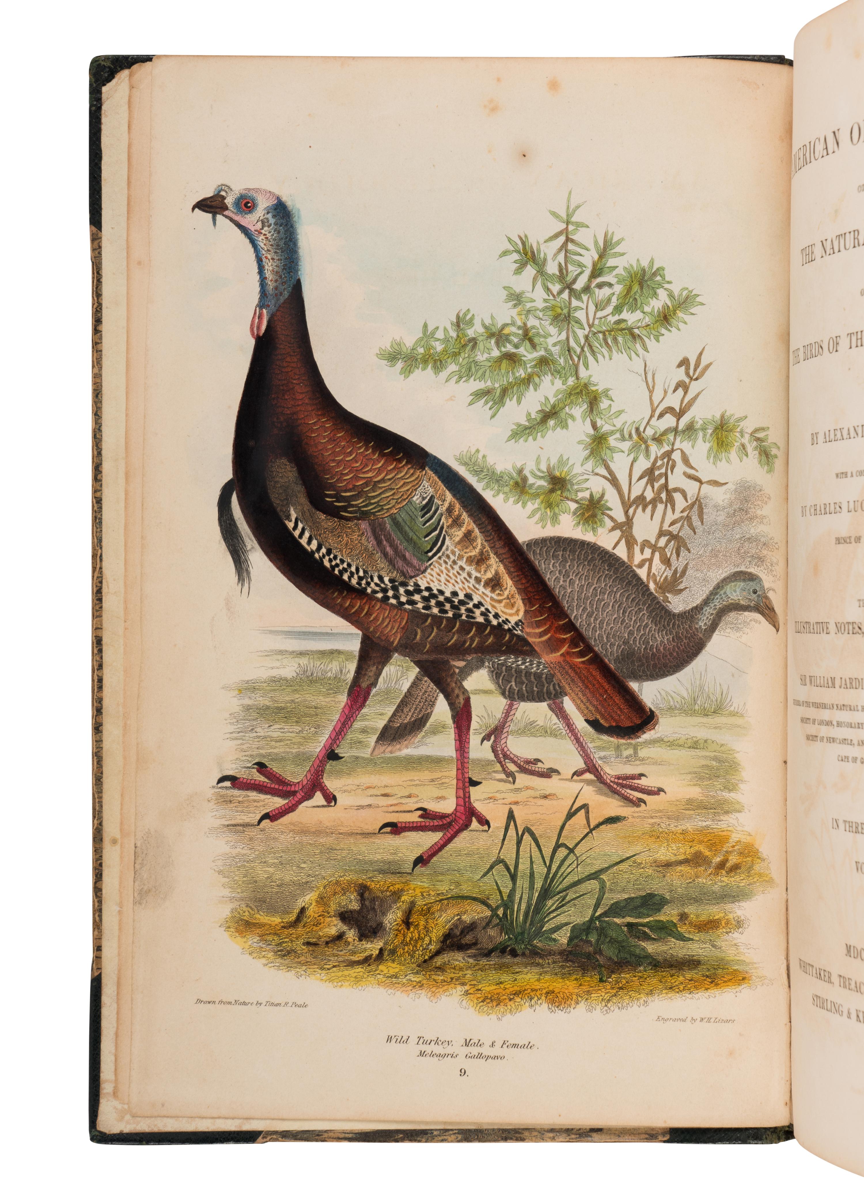 WILSON, Alexander (1766-1813) and Charles Lucien BONAPARTE (1803-1857). American Ornithology; or, The Natural History of the Birds of the United States . London: Whittaker, Treacher & Arnot, 1832.