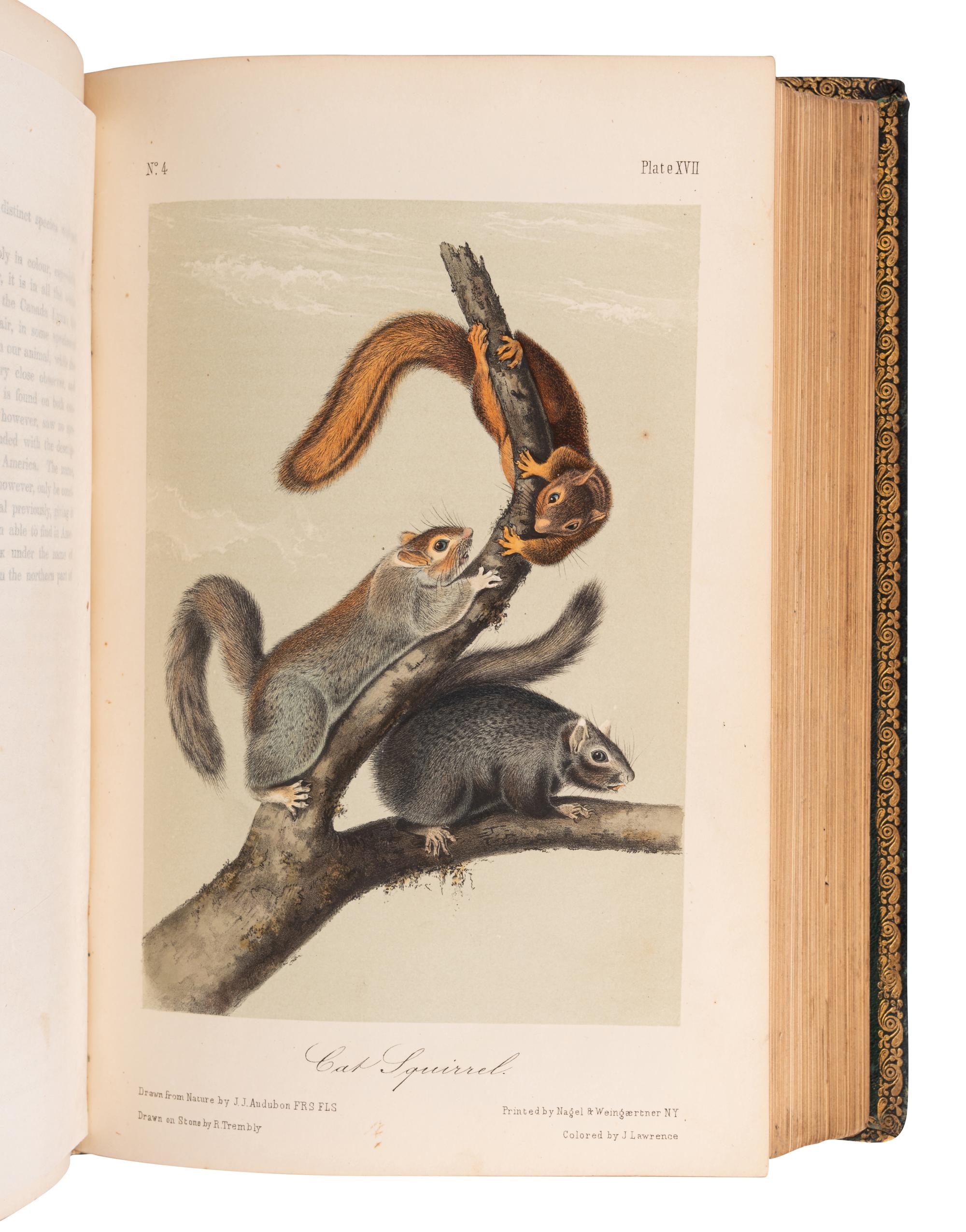 AUDUBON, John James (1785-1851) and John BACHMAN (1790-1874). The Quadrupeds of North America . New York: V. G. Audubon, 1849-1851-1854.