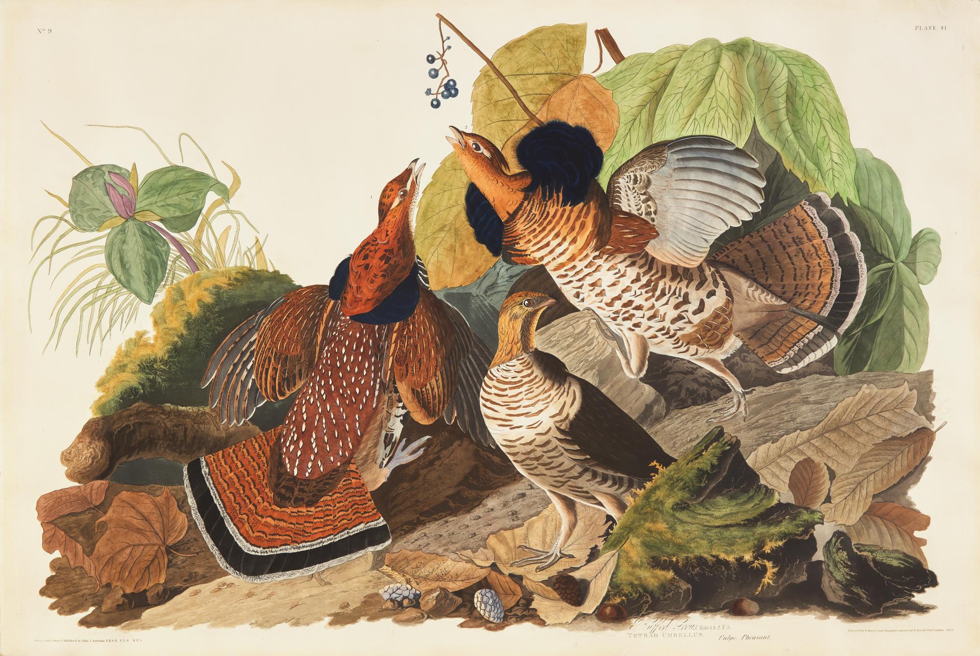 Audubon, John J(ames). Ruffed Grous