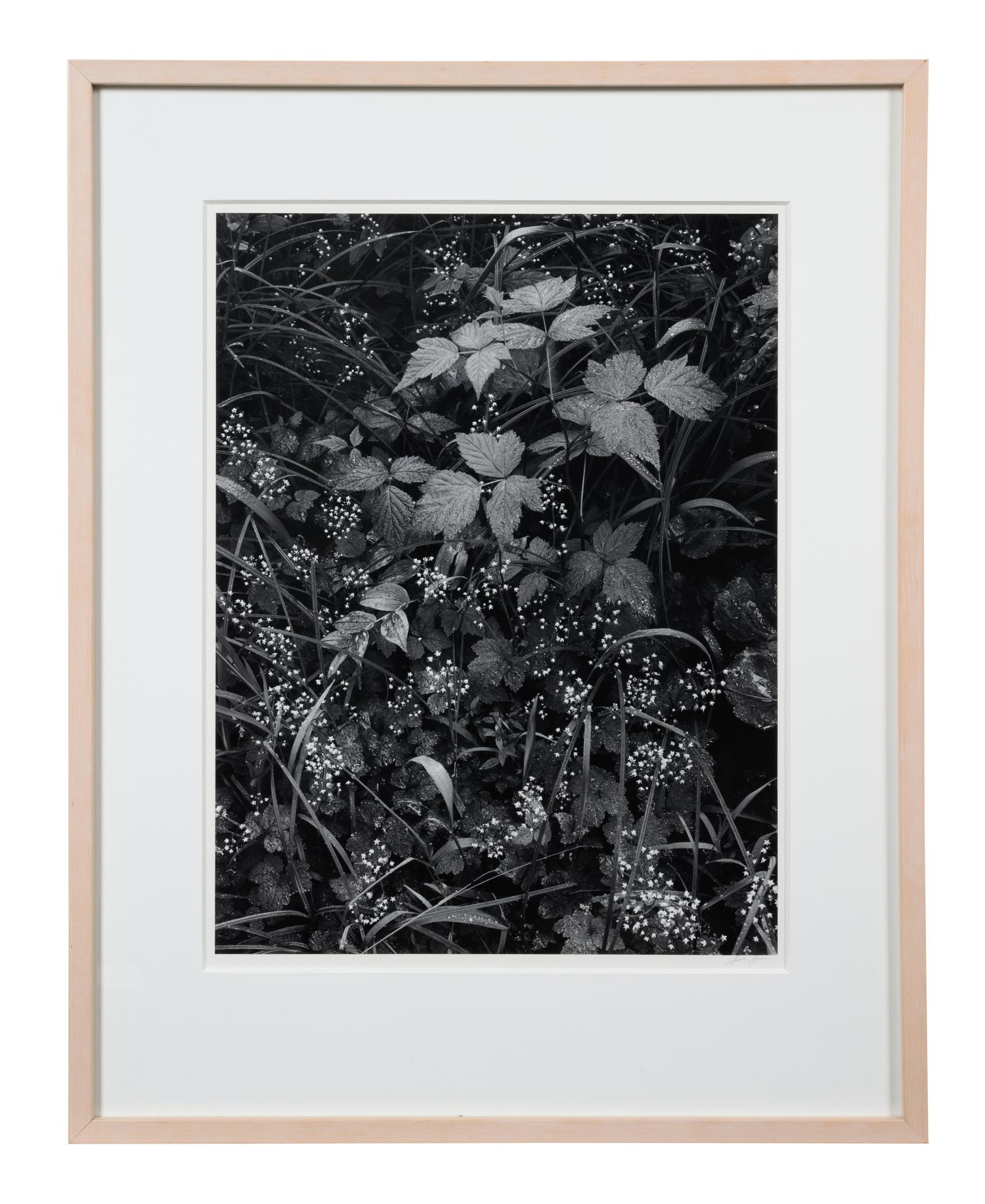 Trailside, Near Juneau, Alaska, 1947-1948