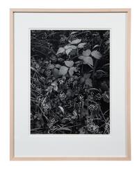 Trailside, Near Juneau, Alaska, 1947-1948