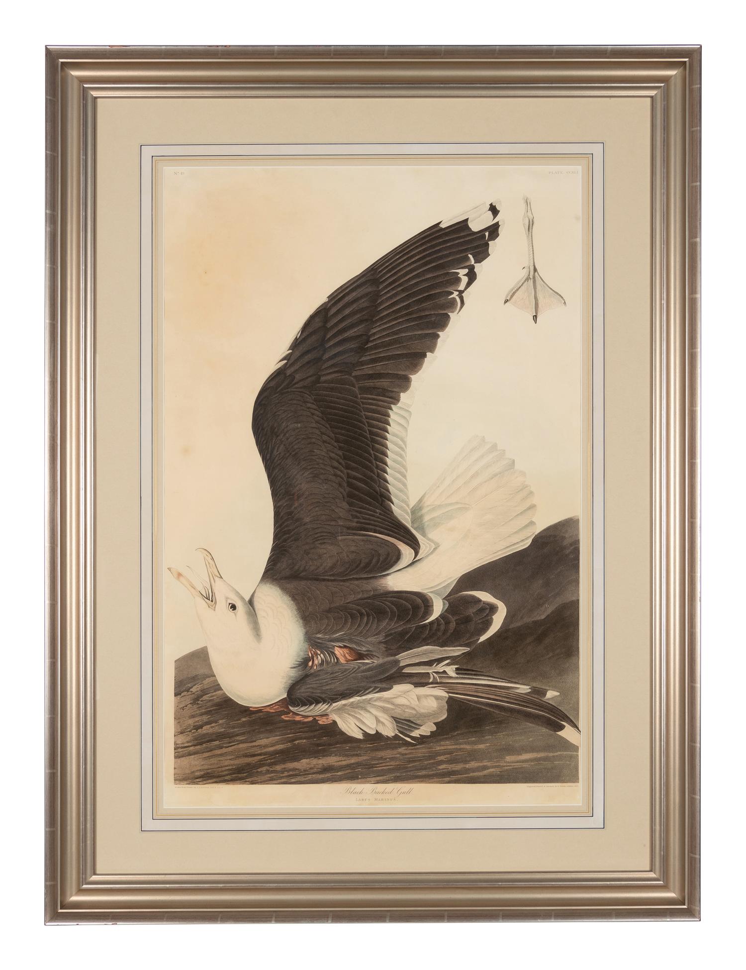 AUDUBON, John James (1785-1851)