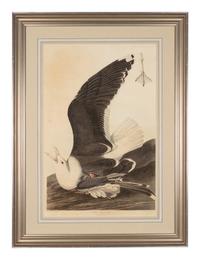 AUDUBON, John James (1785-1851)