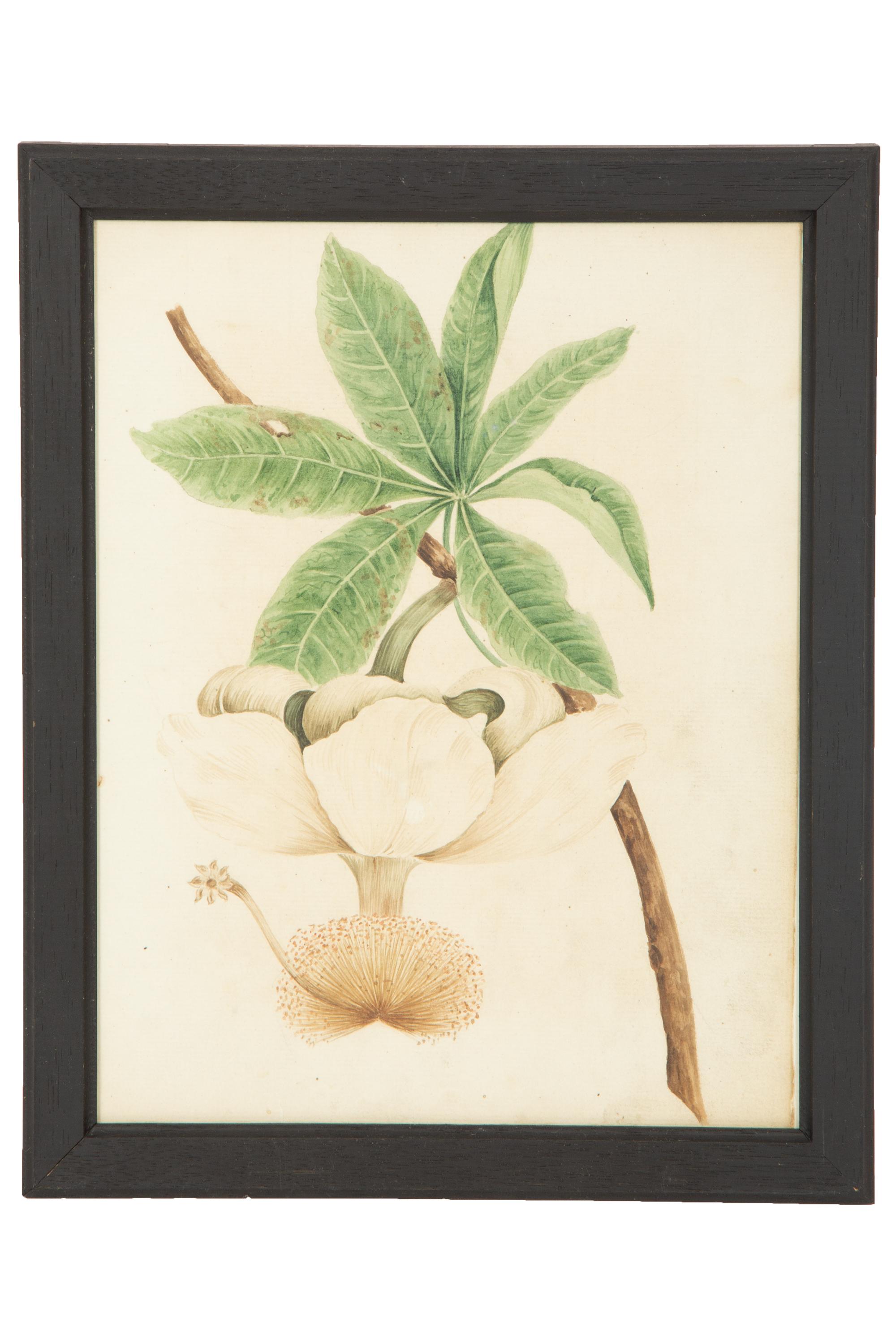 A Set of Eighteen Framed English Botanical Watercolor Illustrations