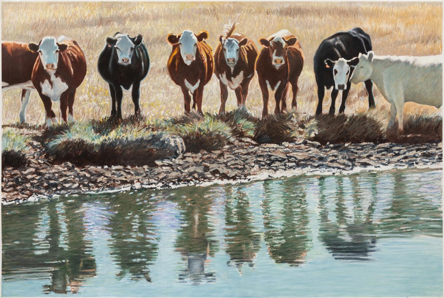 Untitled (Cows)