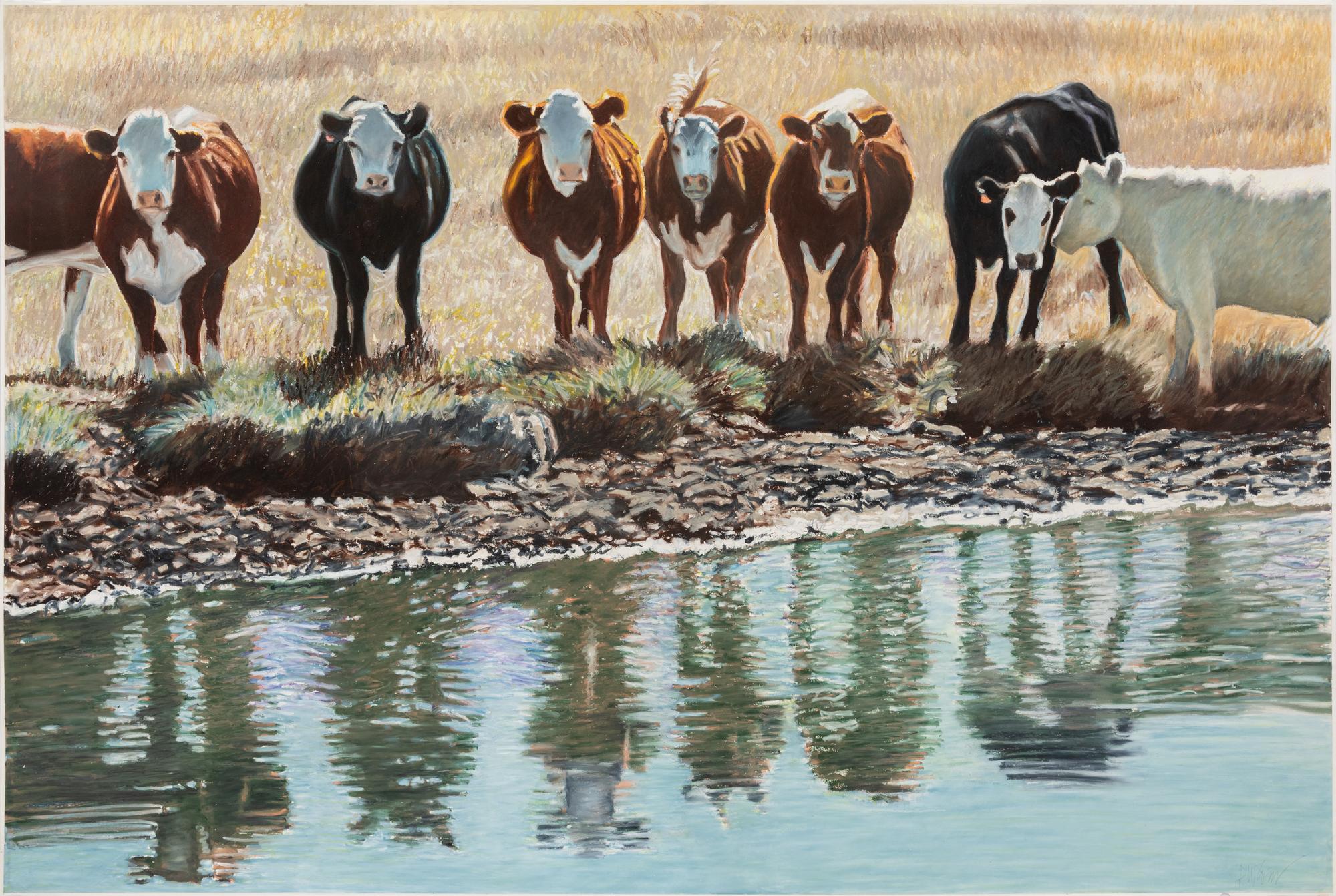 Untitled (Cows)