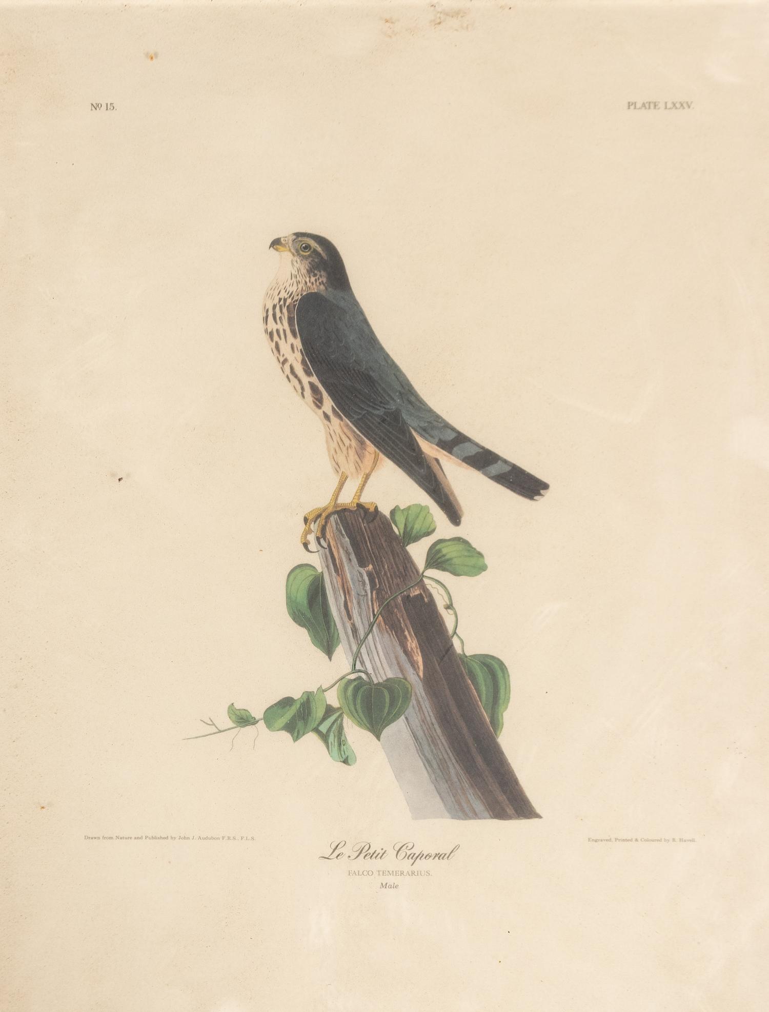 Seven Framed Bird Engravings