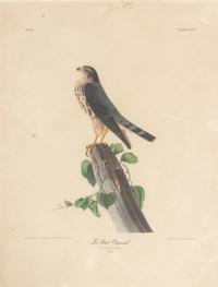 Seven Framed Bird Engravings
