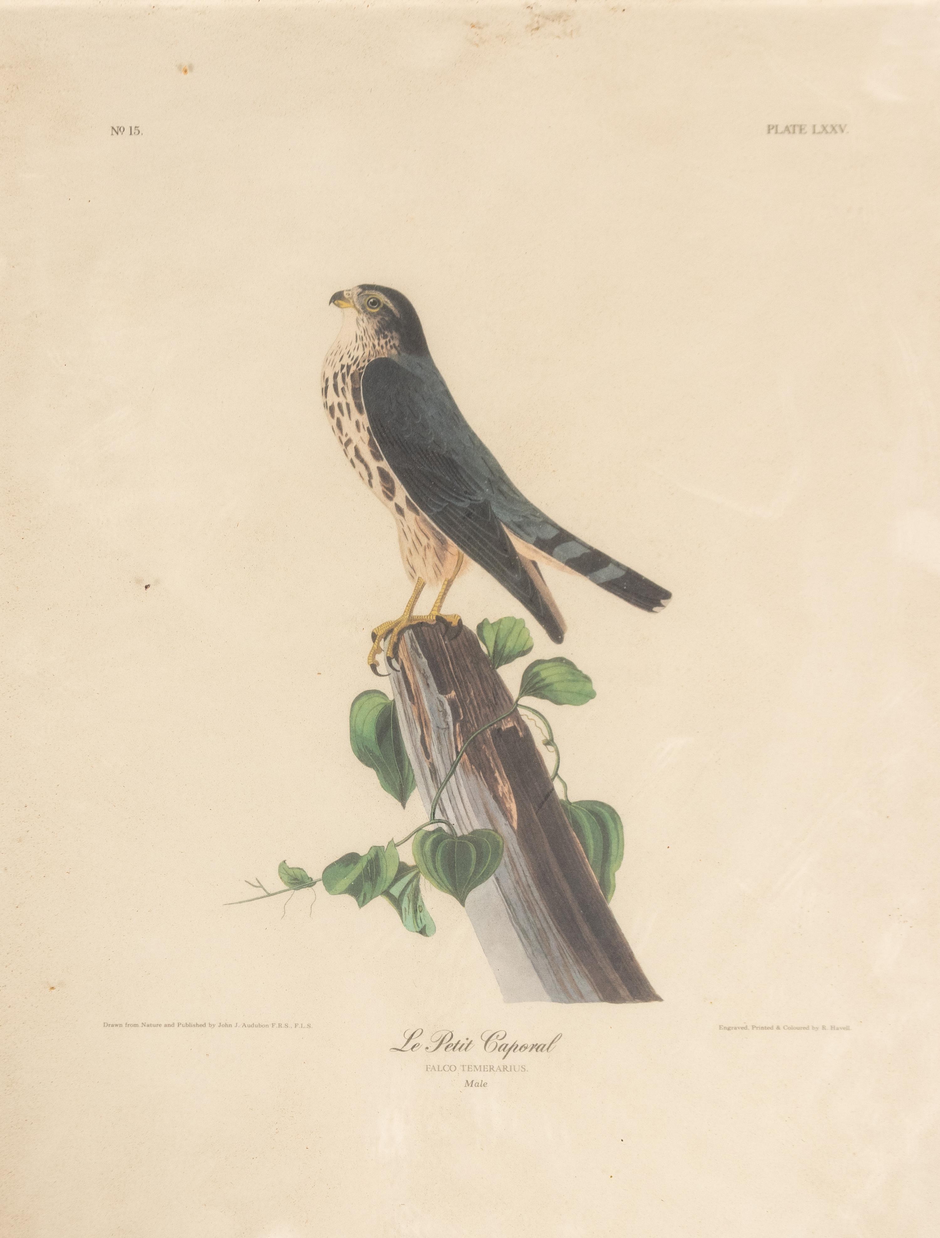 Seven Framed Bird Engravings