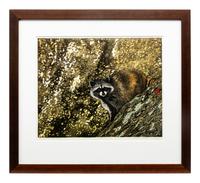 Racoon on Granite, 3/30, 2006