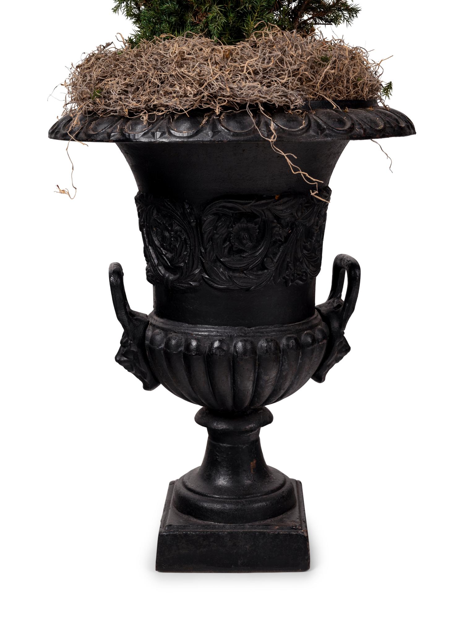 A Pair of Victorian Style Iron Urns with Topiaries