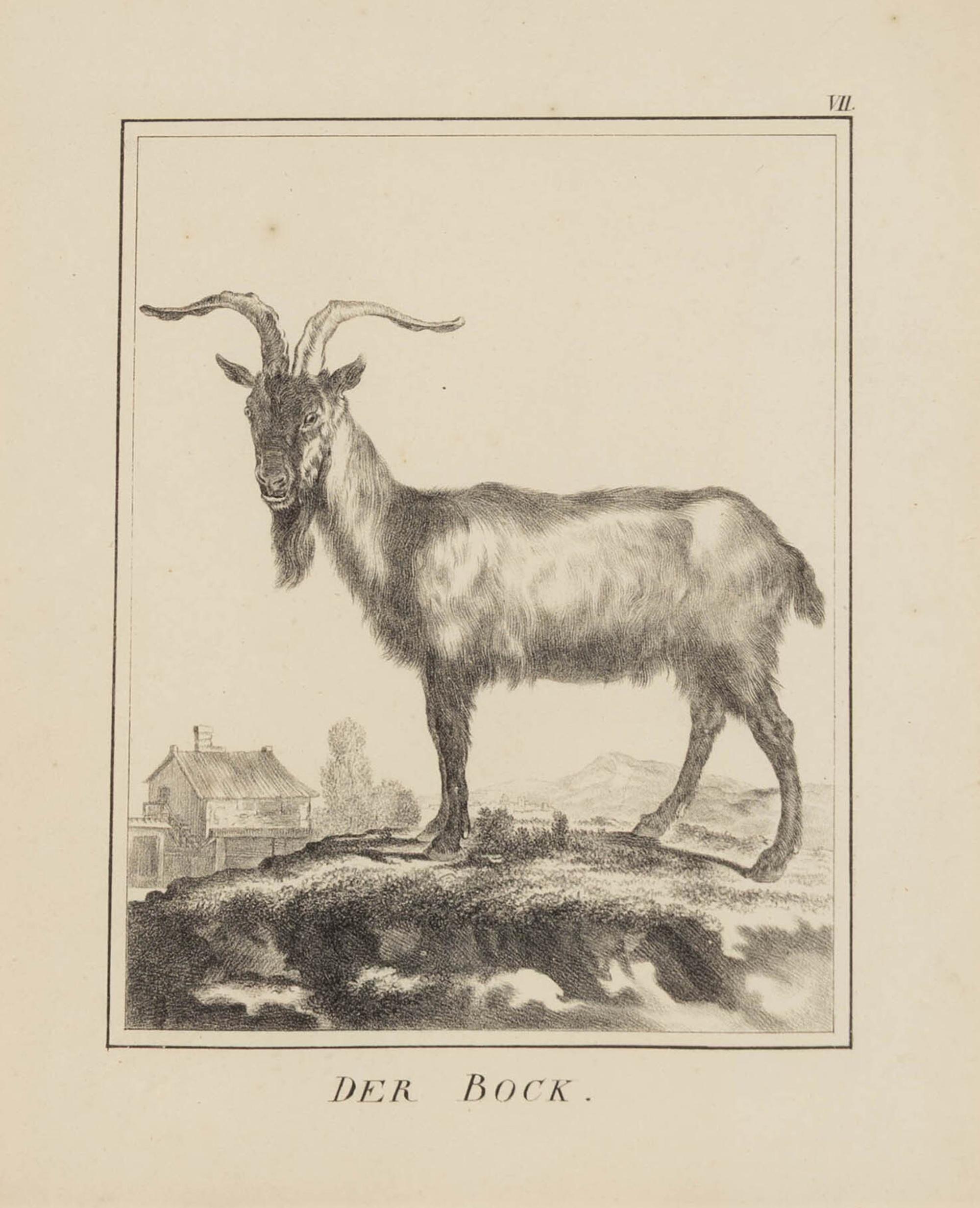 A Set of Nine Framed German Zoological Engravings