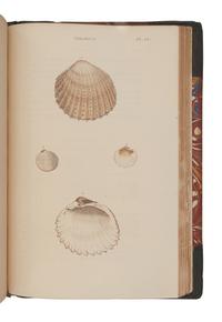 WOOD, William (1774-1857). General Conchology; or a Description of Shells, arranged according to the Linnean System . London: for John Booth, 1835.