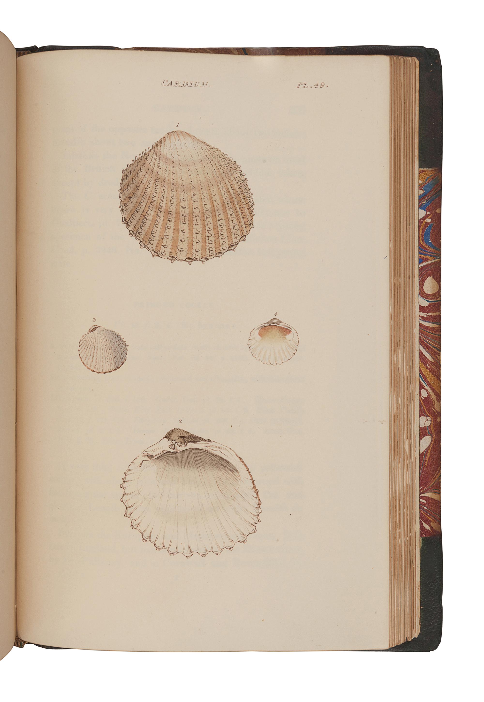 WOOD, William (1774-1857). General Conchology; or a Description of Shells, arranged according to the Linnean System . London: for John Booth, 1835.