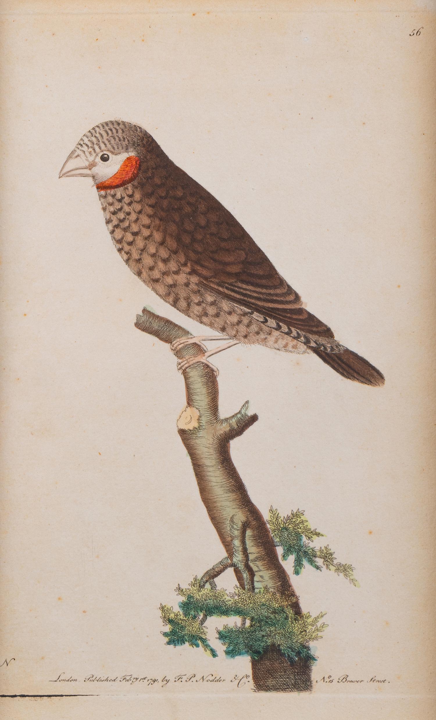 A Set of Four Hand-Colored Orinithological Engravings After Frederick Nodder — 19TH CENTURY