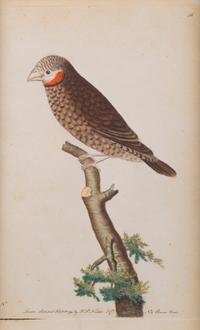 A Set of Four Hand-Colored Orinithological Engravings After Frederick Nodder — 19TH CENTURY