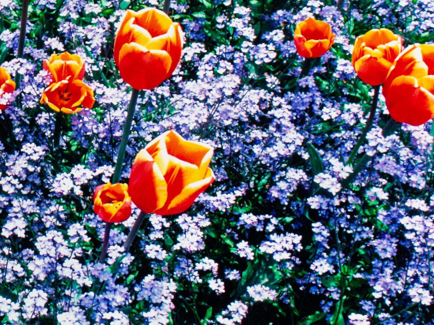 Edge of Spring , edition 173/1500