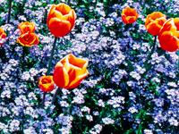 Edge of Spring , edition 173/1500
