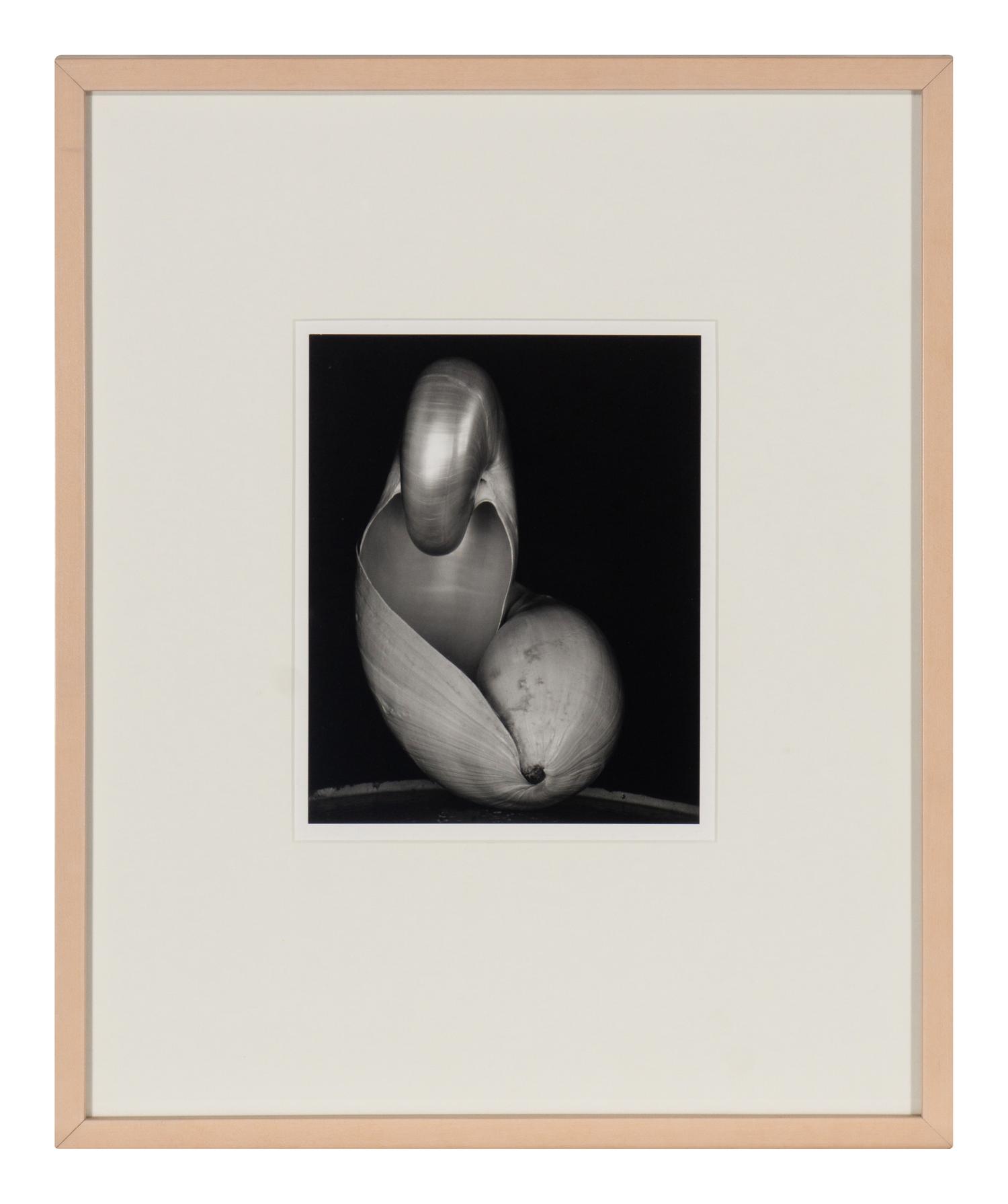 Shells, 1927