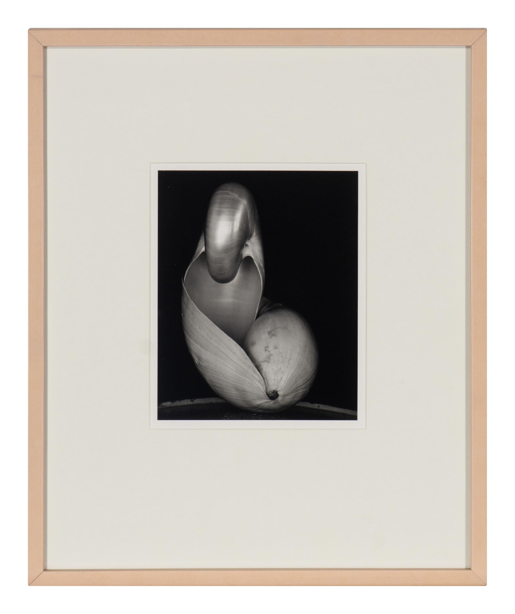 Shells, 1927