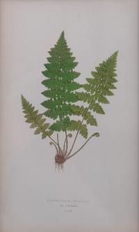 A Group of Eight Fern Botanical Engravings After Thomas Moore — EARLY 20TH CENTURY