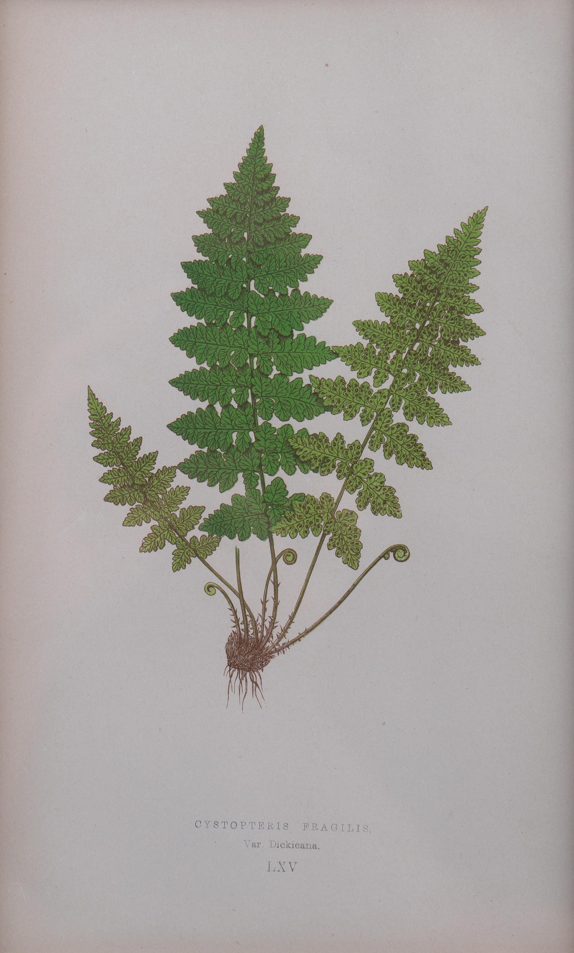 A Group of Eight Fern Botanical Engravings After Thomas Moore — EARLY 20TH CENTURY