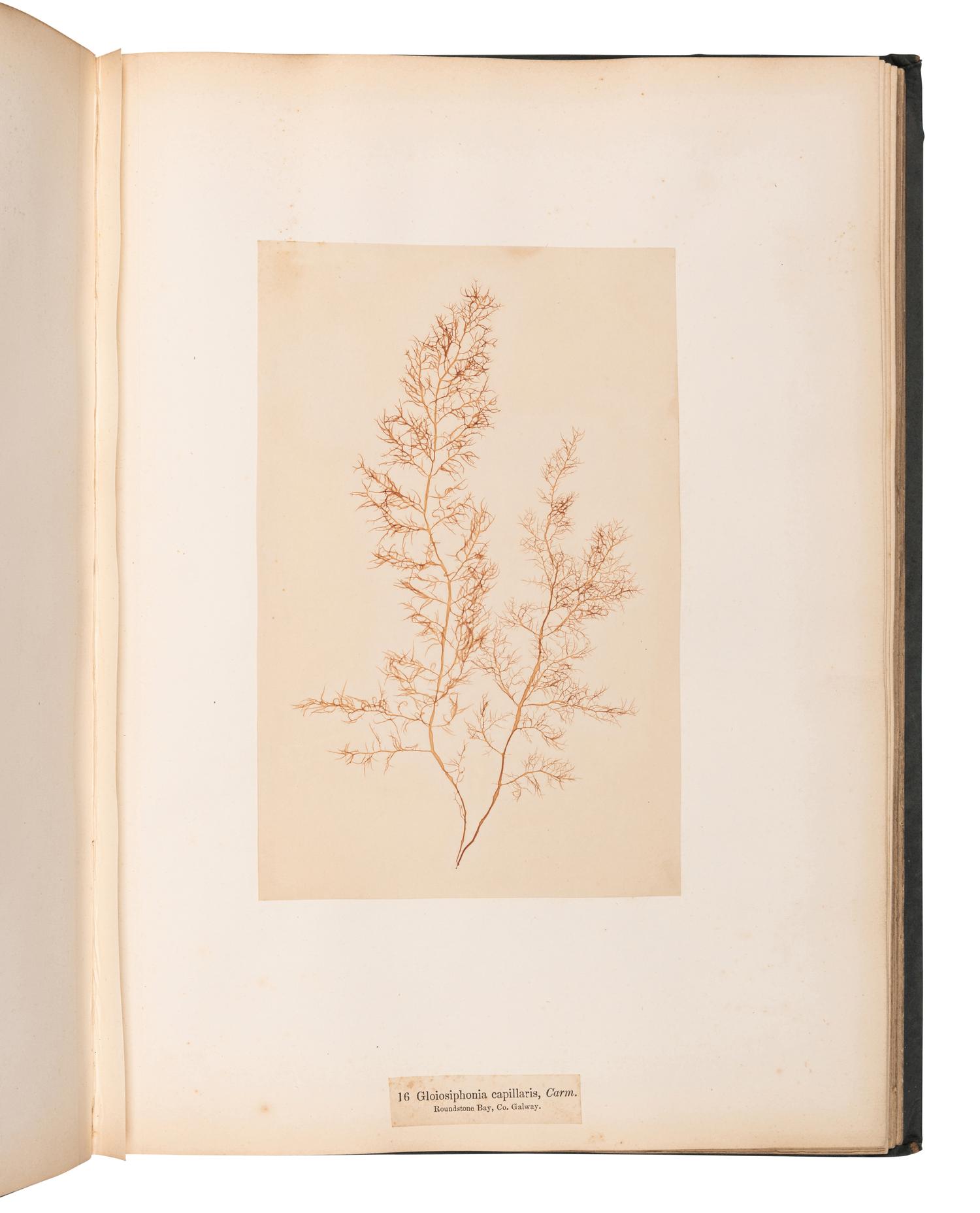 [SPECIMEN ALBUM]. M'CALLA, William. Algae Hibernicae . Dublin: Samuel B. Oldham, 1845, 1848.