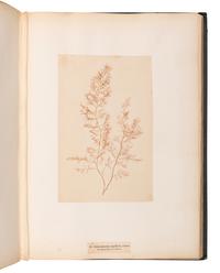 [SPECIMEN ALBUM]. M'CALLA, William. Algae Hibernicae . Dublin: Samuel B. Oldham, 1845, 1848.