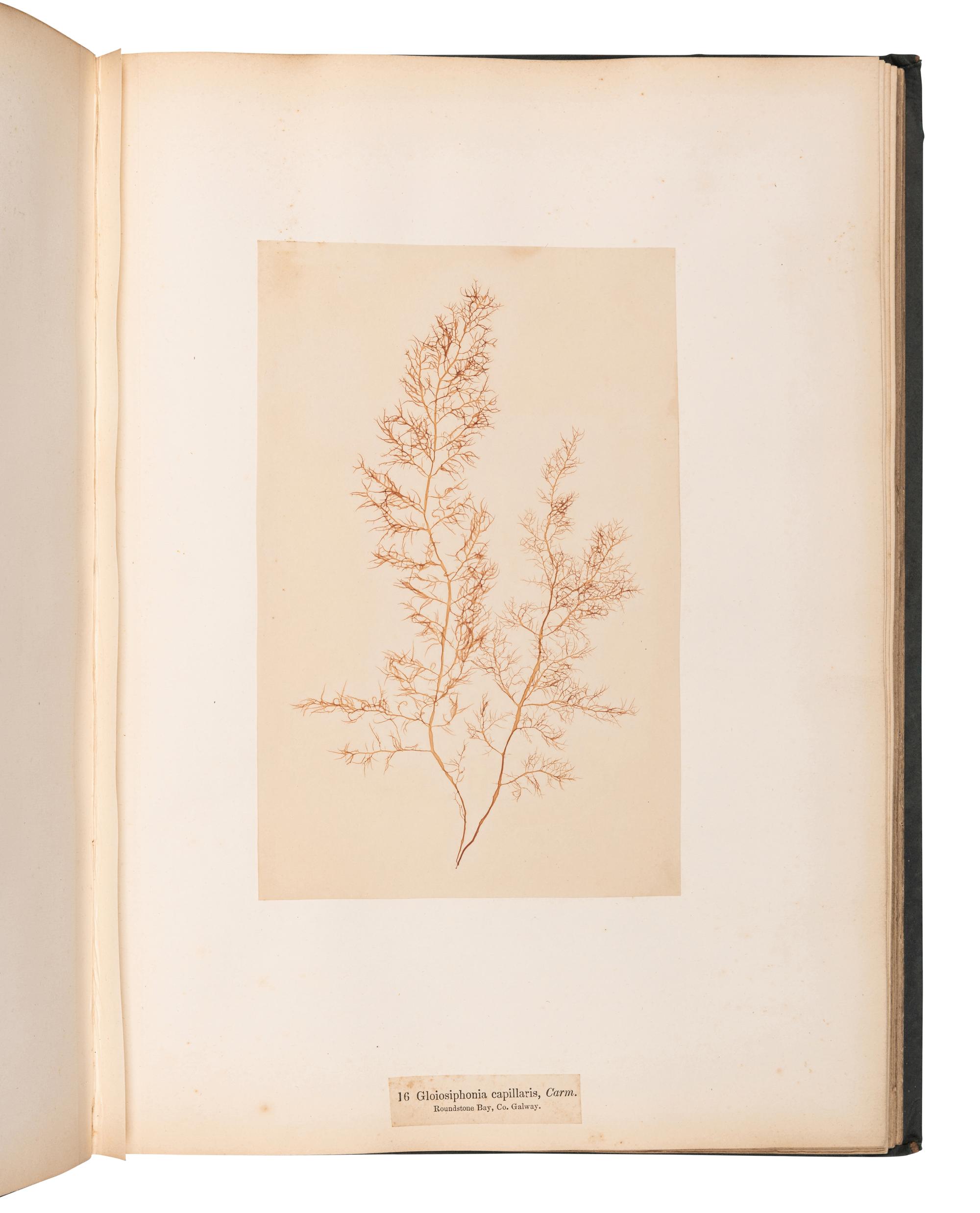 [SPECIMEN ALBUM]. M'CALLA, William. Algae Hibernicae . Dublin: Samuel B. Oldham, 1845, 1848.