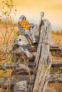The Weathered Fence