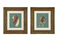 A Pair of Framed Serigraphs of Seashells
